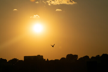 voando no p&ocirc;r do sol