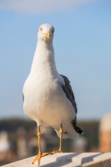 Yellow-legged gull in Rome, Italy