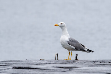 Yellow-legged gull in Ilha Graciosa, Azores