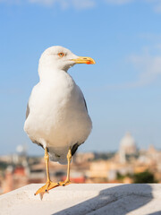 Yellow-legged gull in Rome, Italy
