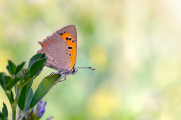 A beautiful butterfly photographed in its habitat. Colorful nature background. Lycaena phlaeas. Small Copper.