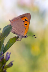 A beautiful butterfly photographed in its habitat. Colorful nature background. Lycaena phlaeas. Small Copper.