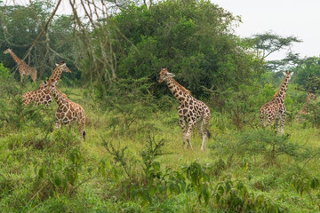 Giraffes in the wild