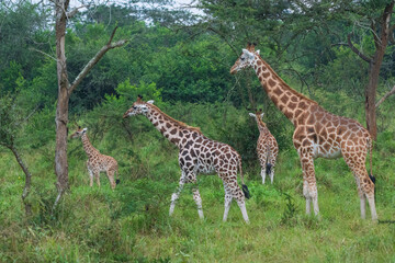 giraffe in the savannah