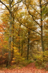 Autumn, forest and trees as landscape in background, texture or wallpaper for decor. Holiday, vacation and travel in meadow, woods and countryside for nature, harmony and calm as adventure in Canada