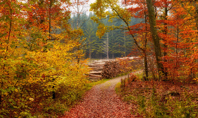 Autumn, forest and path with landscape as background, texture or wallpaper for decor. Holiday, vacation and travel in meadow, woods and countryside for nature, harmony and calm as adventure in Canada