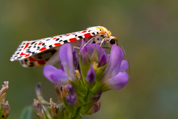 Colorful moth. Utetheisa pulchella. Crimson Speckled moth. Nature background. 