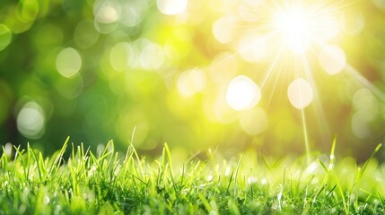 Obraz premium Green Grass and Sunny Sky