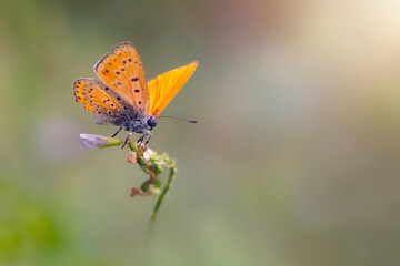 A beautiful butterfly photographed in its habitat. Colorful nature background. Lycaena kefersteinii. Turkish Fiery Copper.