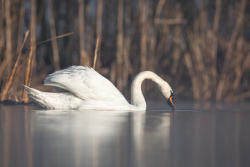 Łabędź niemy © Michal Przystas
