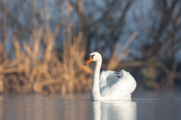 Łabędź niemy © Michal Przystas
