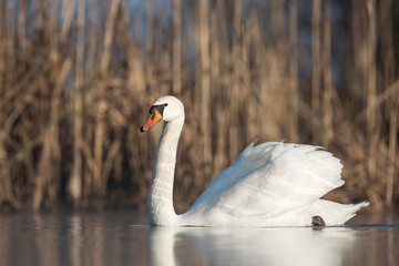 Łabędź niemy © Michal Przystas