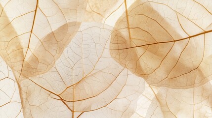 Translucent Leaves Background