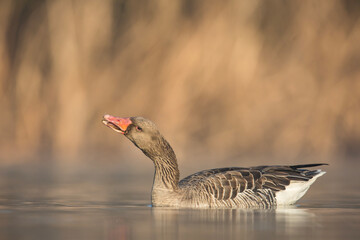 Gęś zbożowa © Michal Przystas