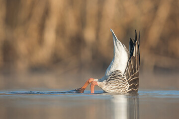 Gęś zbożowa © Michal Przystas