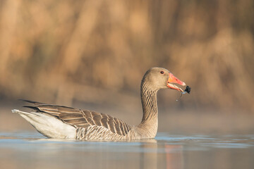 Gęś zbożowa © Michal Przystas