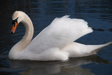 Close-up of a white mute swan swimming on a calm blue water. The animal is photographed from the...
