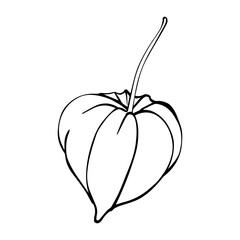 Physalis Graphic illustration. Autumn berries drawing in line art style. Botanical sketch Winter cherry painted by black inks. Chinese Lantern plant on white background Vector EPS Illustration