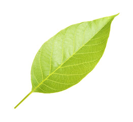 Green leaf of walnut tree isolated on white