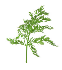 One green carrot twig isolated on white