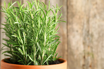 Aromatic rosemary plant in pot against blurred background, closeup. Space for text