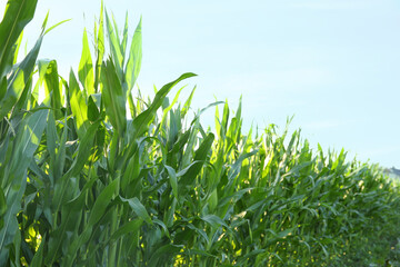 Green corn plants growing in field on sunny day