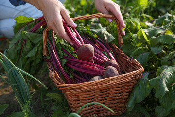 Woman with freshly harvested beetroots outdoors, closeup