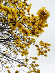 Guayacan or Handroanthus Chrysanthus Tree on a white background. 
