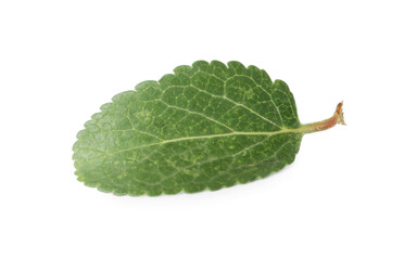 Fototapeta premium One green plum leaf isolated on white