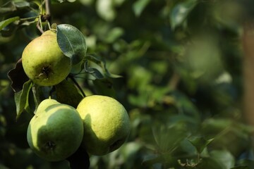 Pear tree branch with fruits in garden, closeup. Space for text