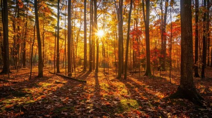 Obraz premium Golden Autumn Forest