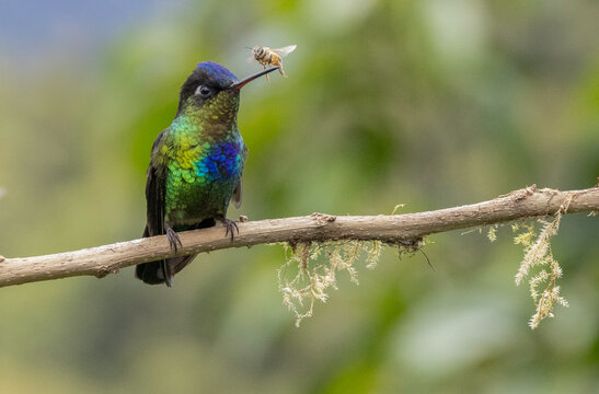 Vibrant Hummingbird with Bee on Beak 