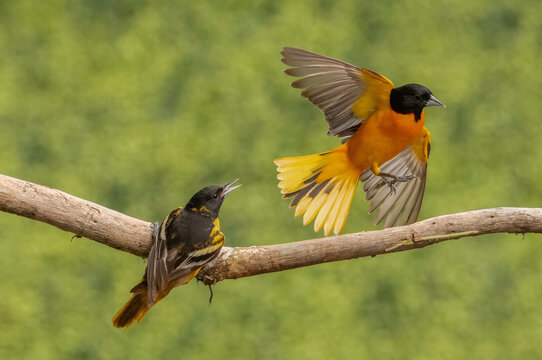 Two vibrant orioles interact on a tree branch with a lush green background.