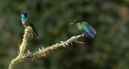 Two Vibrant Hummingbirds Perched on a Mossy Branch in Nature