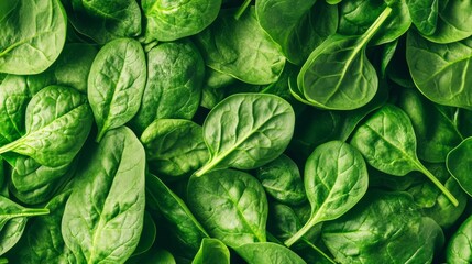 Obraz premium Fresh Spinach Leaves Background