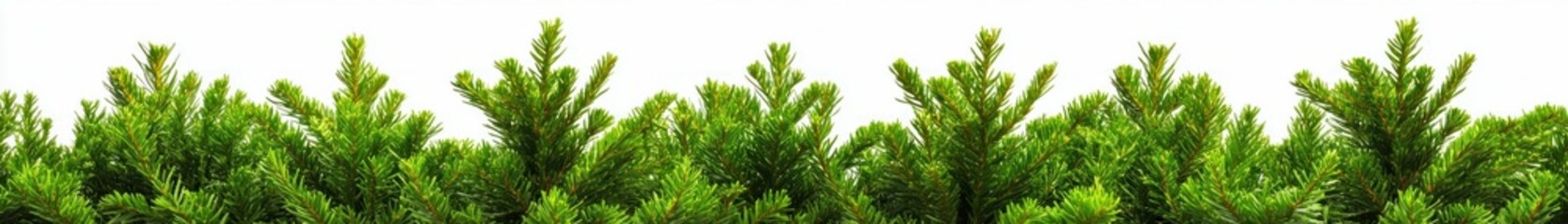 Row of fresh green Christmas tree tops. Generative ai