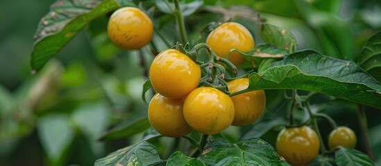 High Quality Image Of The Solanum Mammosum Fruit