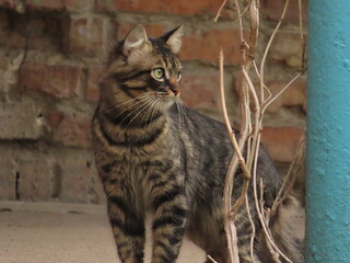 portrait of a cat