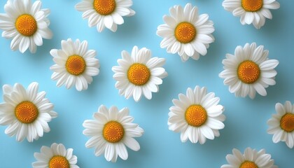 Fototapeta premium White Daisies with Yellow Centers on Light Blue Background