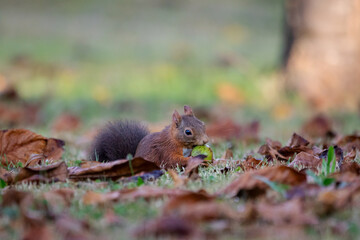 A European Red squirrel (Sciurus vulgaris) foraging for walnuts on autumn leaf covered ground.