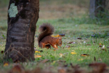 A European Red squirrel (Sciurus vulgaris) foraging for walnuts on autumn leaf covered ground.