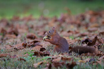 A European Red squirrel (Sciurus vulgaris) foraging for walnuts on autumn leaf covered ground.