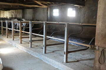 Empty Cattle Stalls in an Old Barn with One Cow