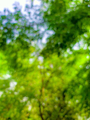 Blur nature bokeh |Green texture background, Photos blurred and bokeh under the tree 
