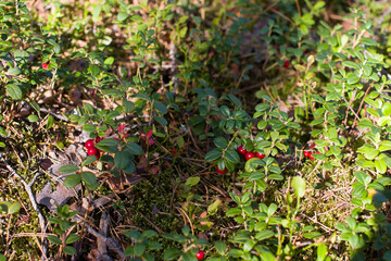 a growing red cranberry berry in the forest. Autumn forest harvest