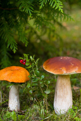 aspen trees, a white mushroom growing nearby and a sprig of red lingonberry, Autumn forest landscape