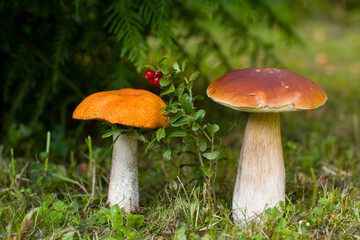 aspen trees, a white mushroom growing nearby and a sprig of red lingonberry, Autumn forest landscape