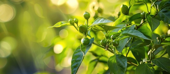 Green Young Chili Peppers On The Chili Tree
