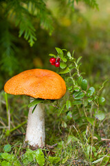 aspen trees, a white mushroom growing nearby and a sprig of red lingonberry, Autumn forest landscape