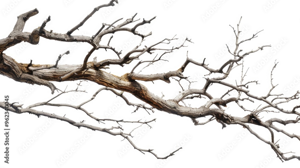 Poster a single bird sitting peacefully on the tip of a tree branch, enjoying its surroundings